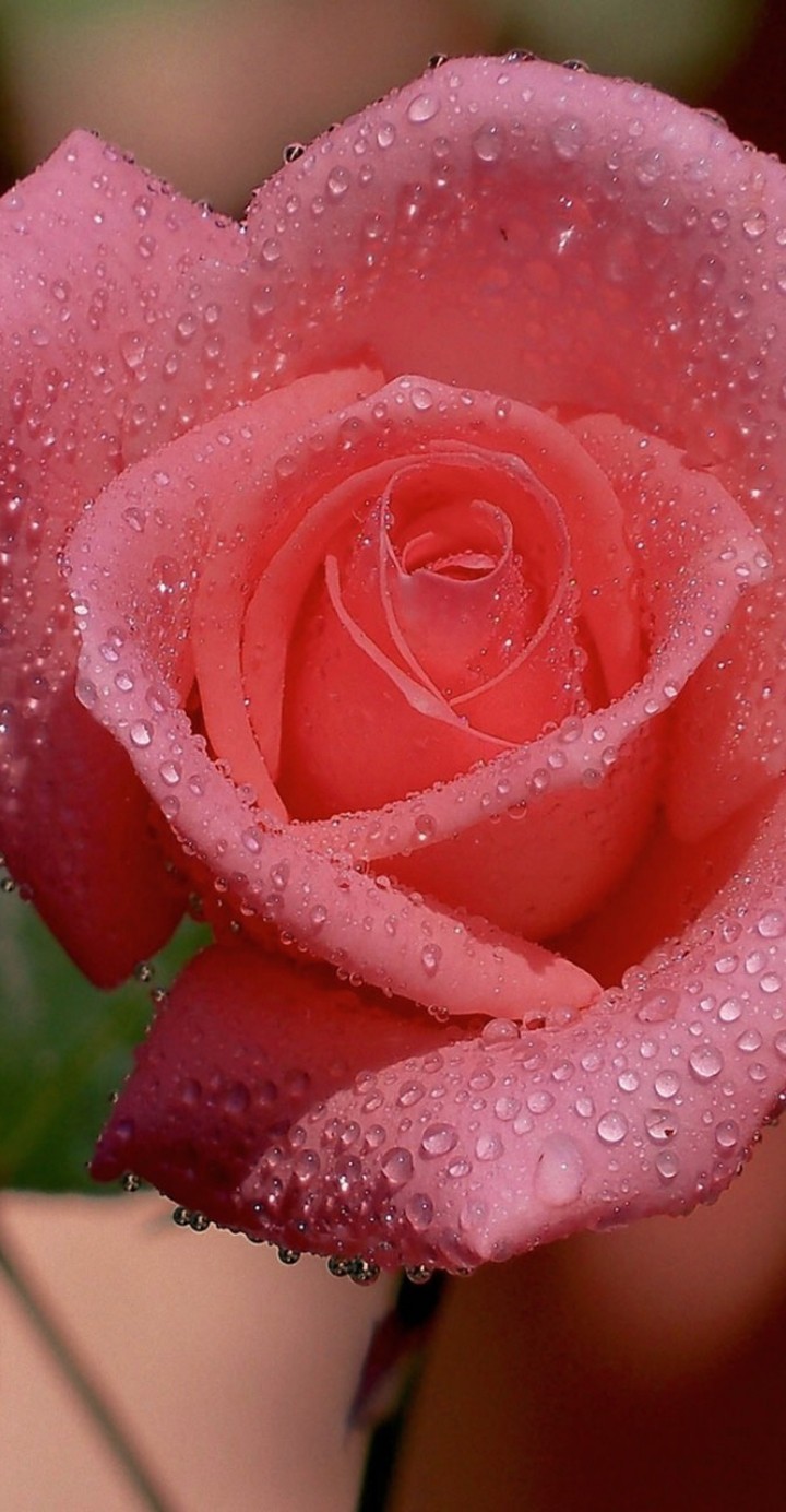 rosa