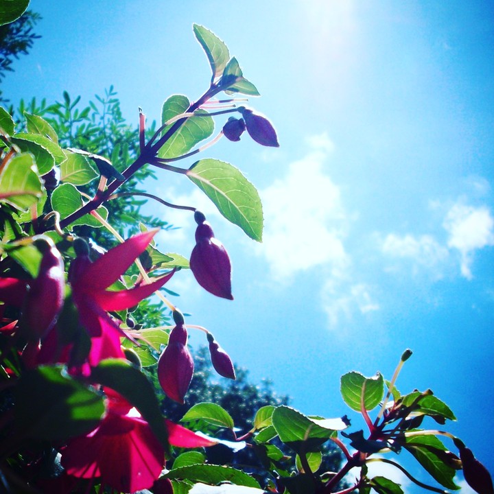 flores