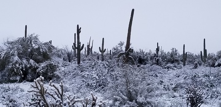 Snowy Arizona Desert Morning