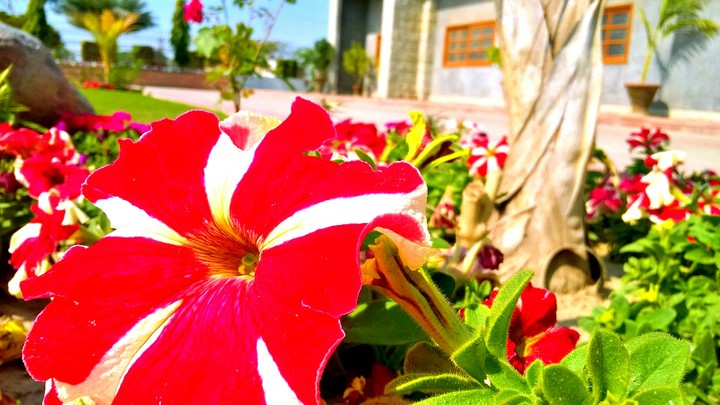red and white flower