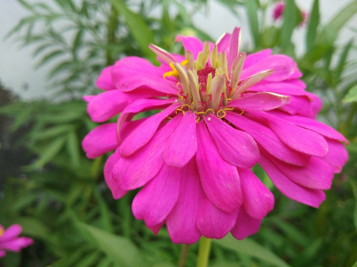 beautiful flower