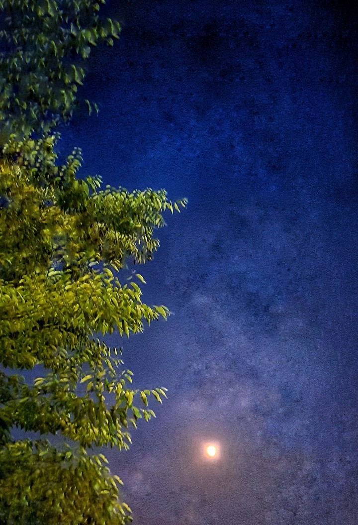 Tree and Moon and stars