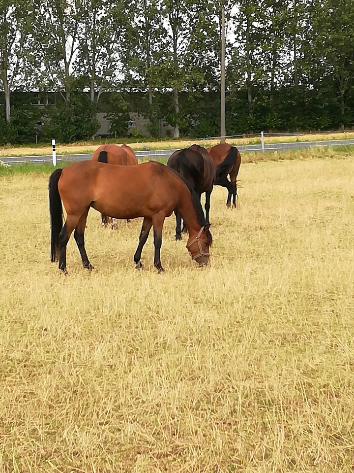 Horses