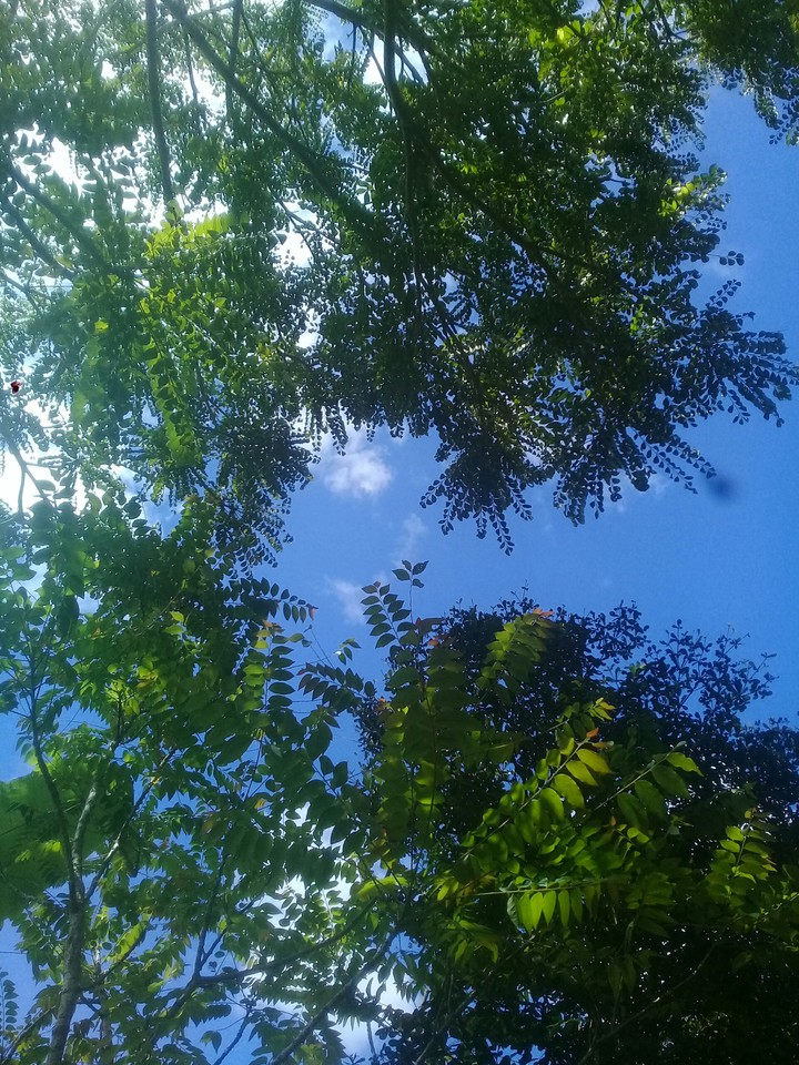 nature