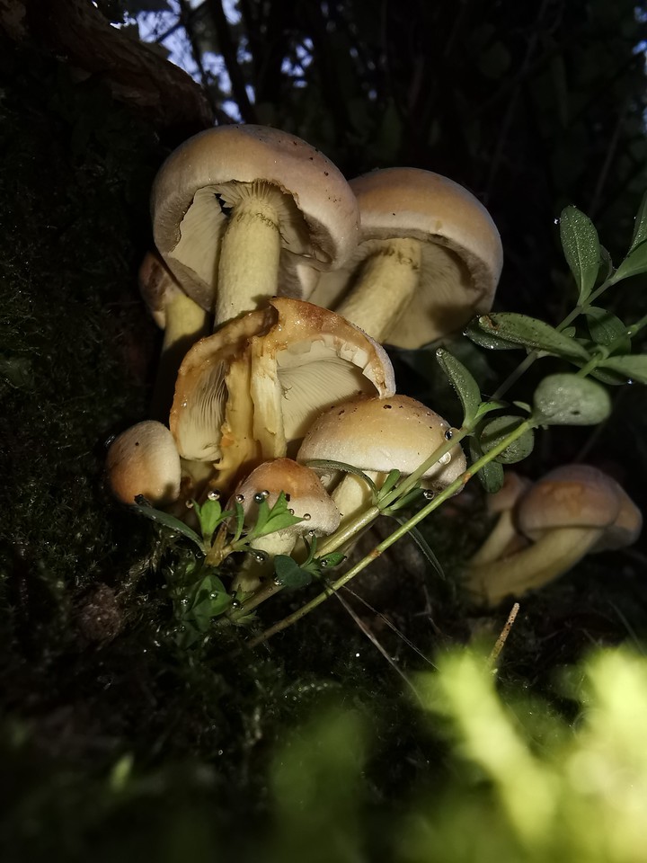 mushrooms