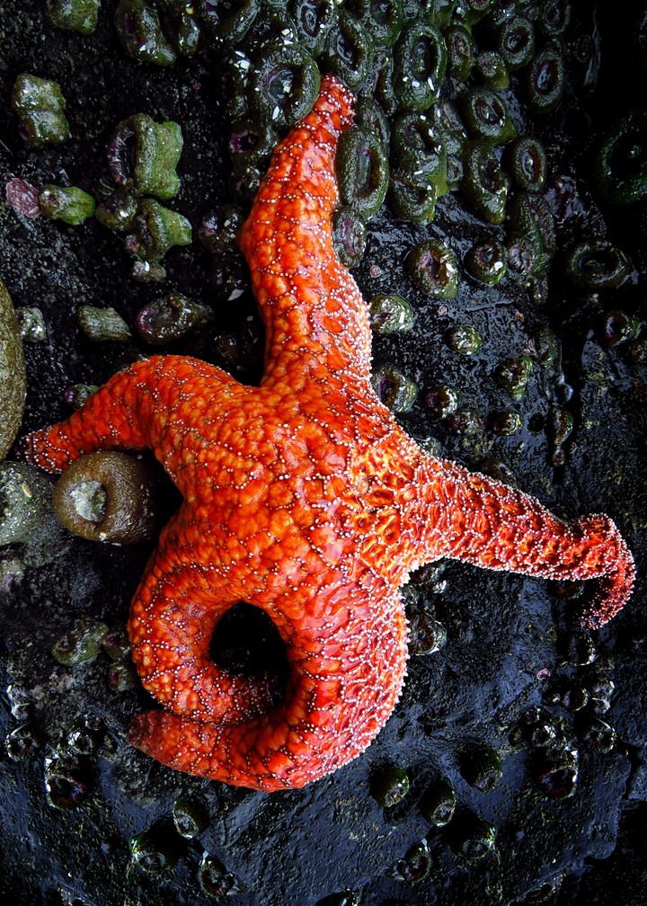 starfish