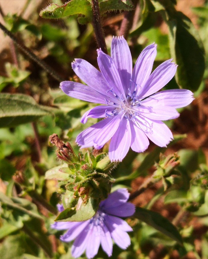 Purple flowers