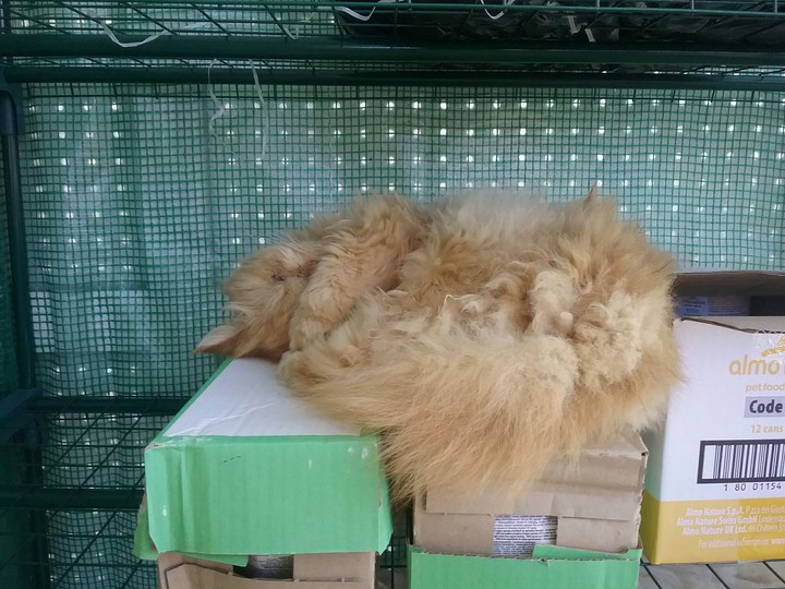 cat
