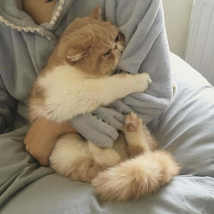 котик