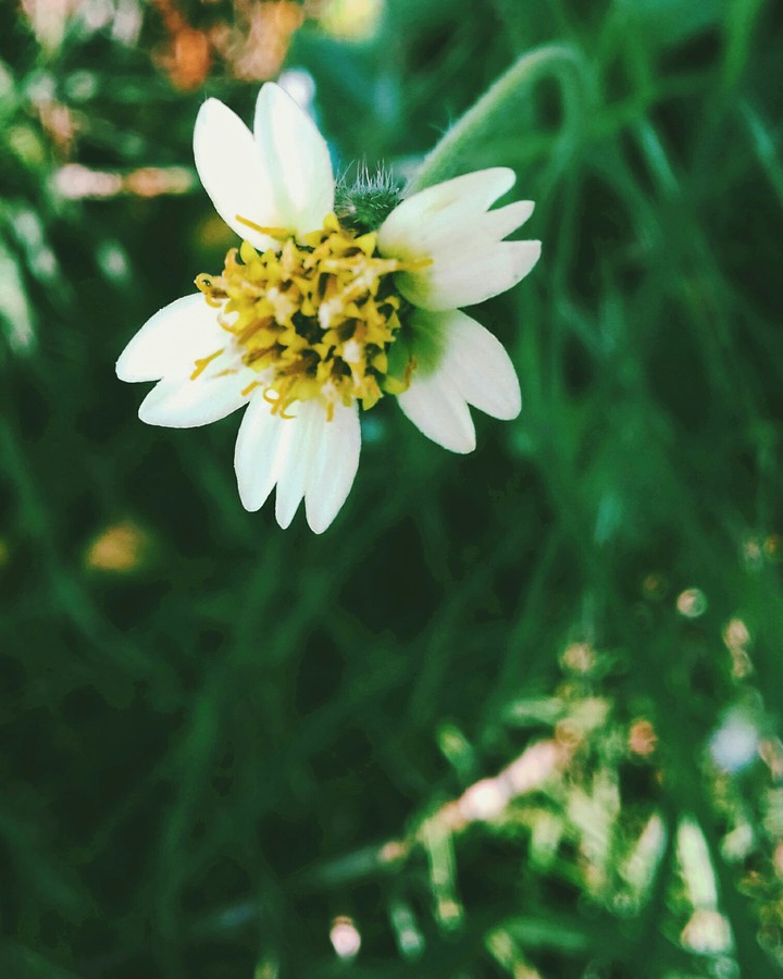 white love