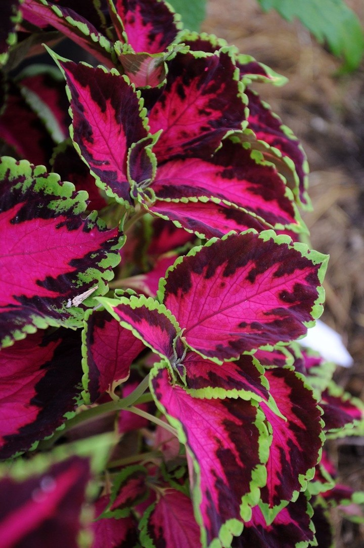 Coleus