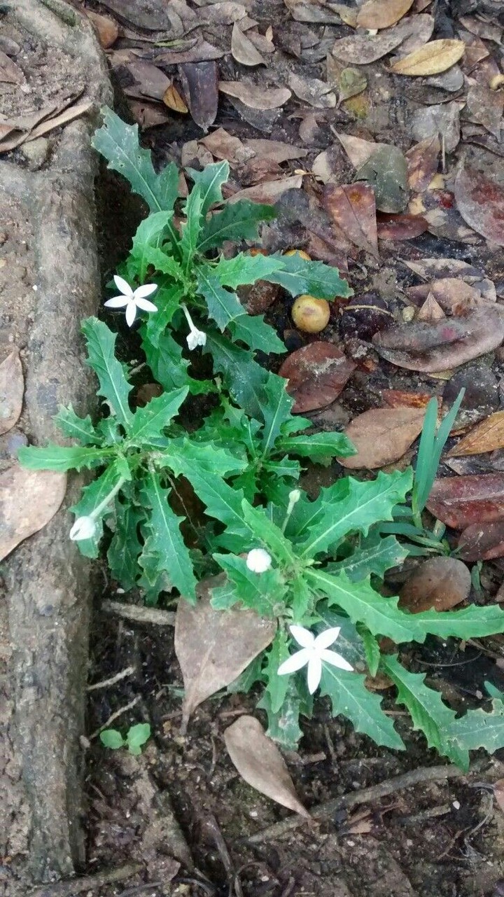 Flor pequena