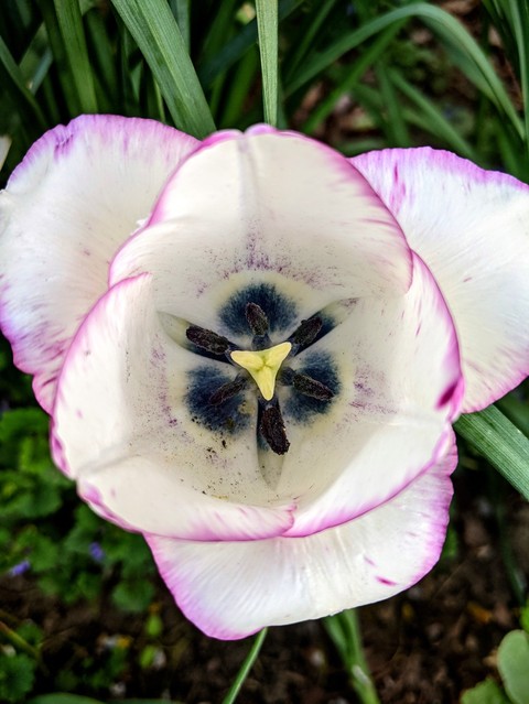 sfondi purple, petal
