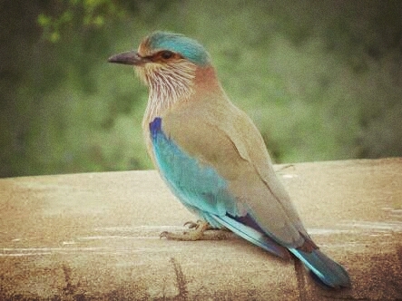 neelkanth