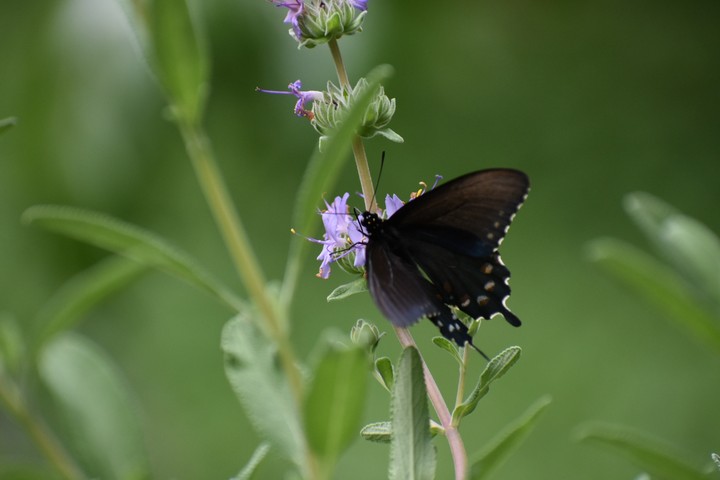 butterfly