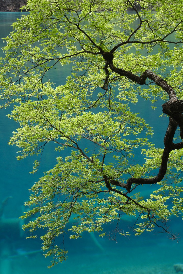 nature