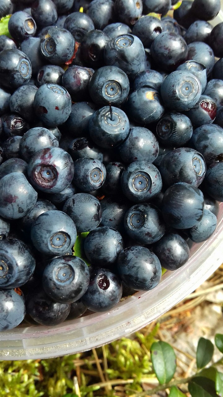 bilberry