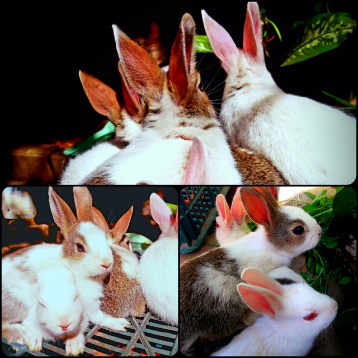 Rabbits