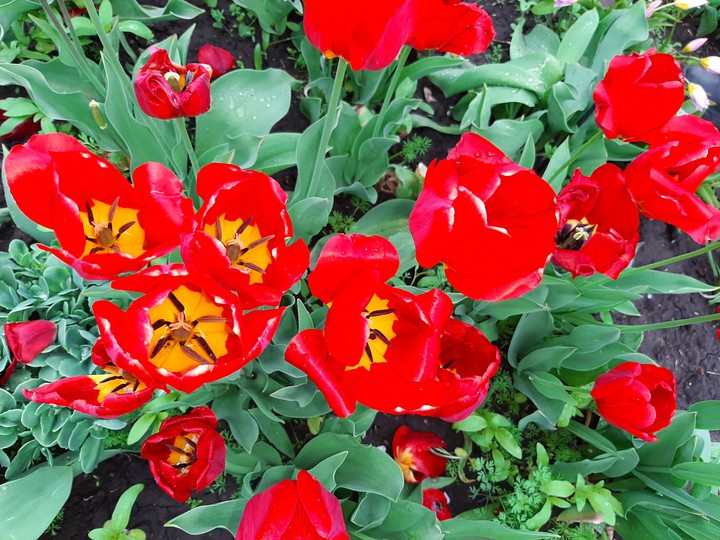 tulips