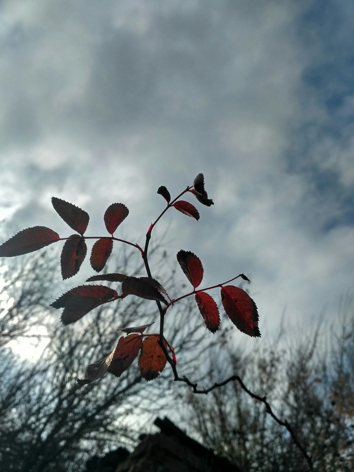 Autumn picture