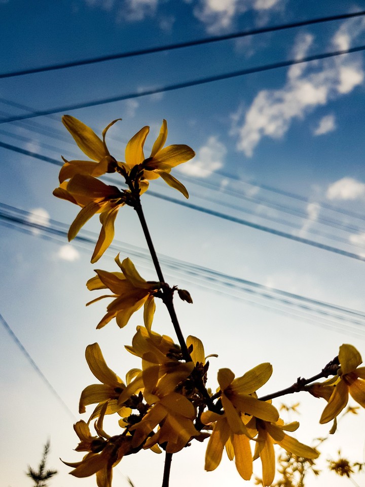 Spring