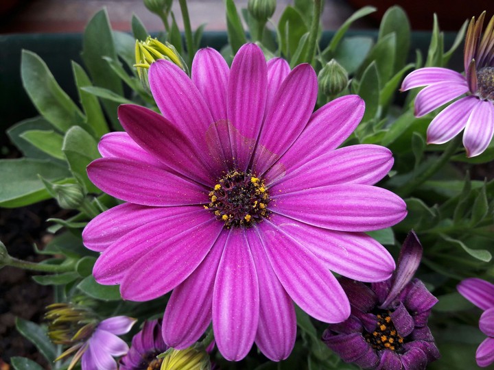 flower