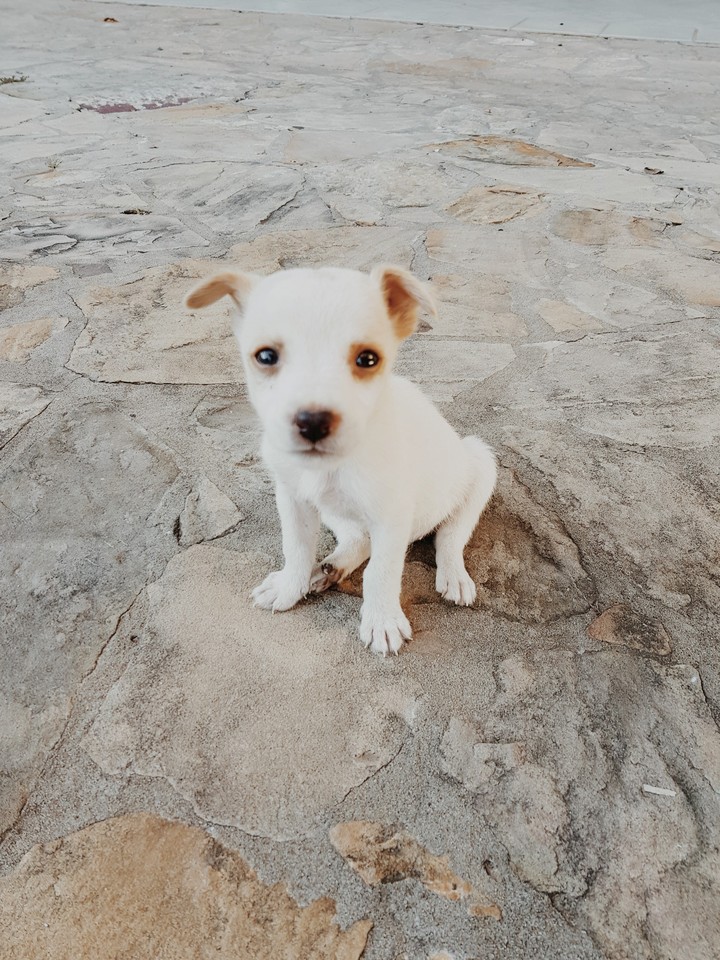 Little dog