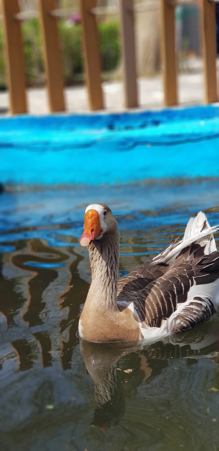 GOOSE