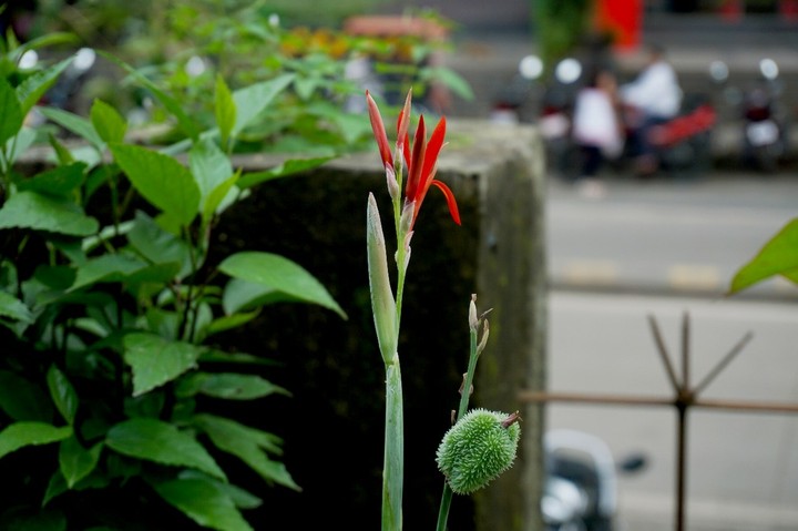 flower buds