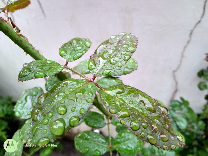 rainy leafes