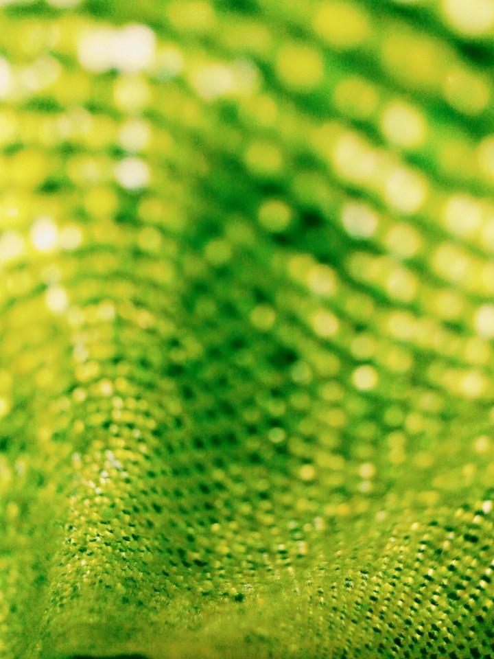 green dream