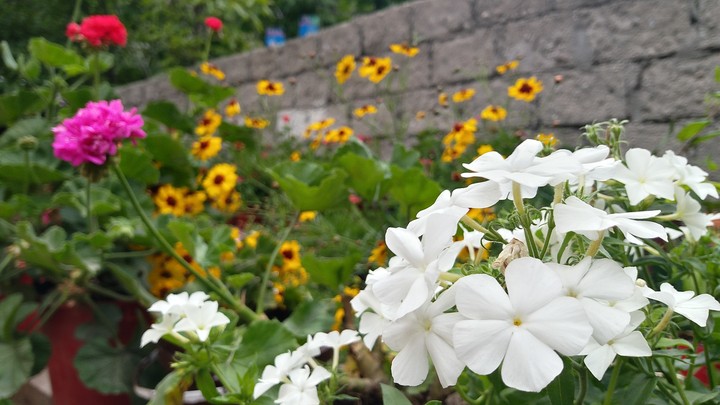 flowers