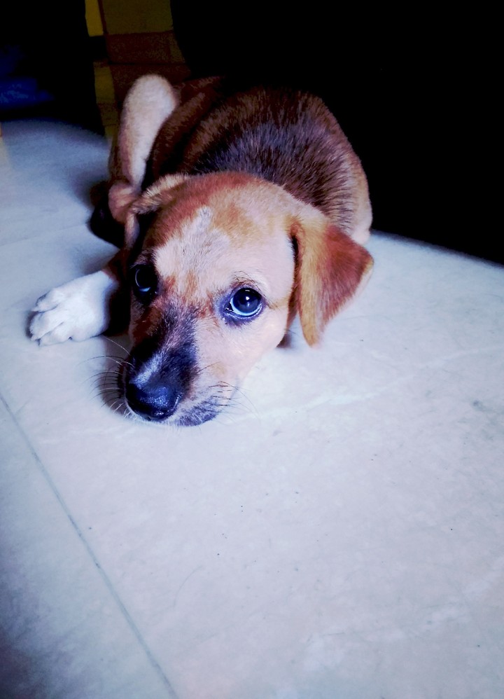 Dog