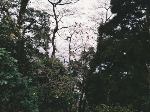 nature