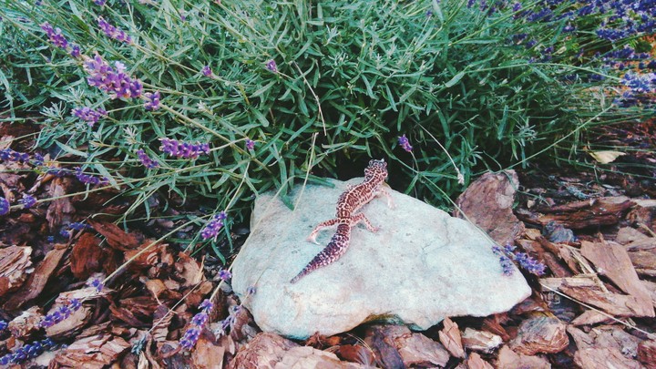 Lizzard