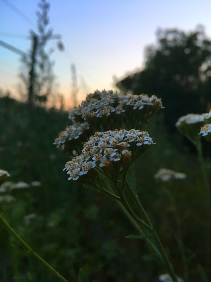 macro
