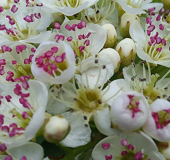 природа