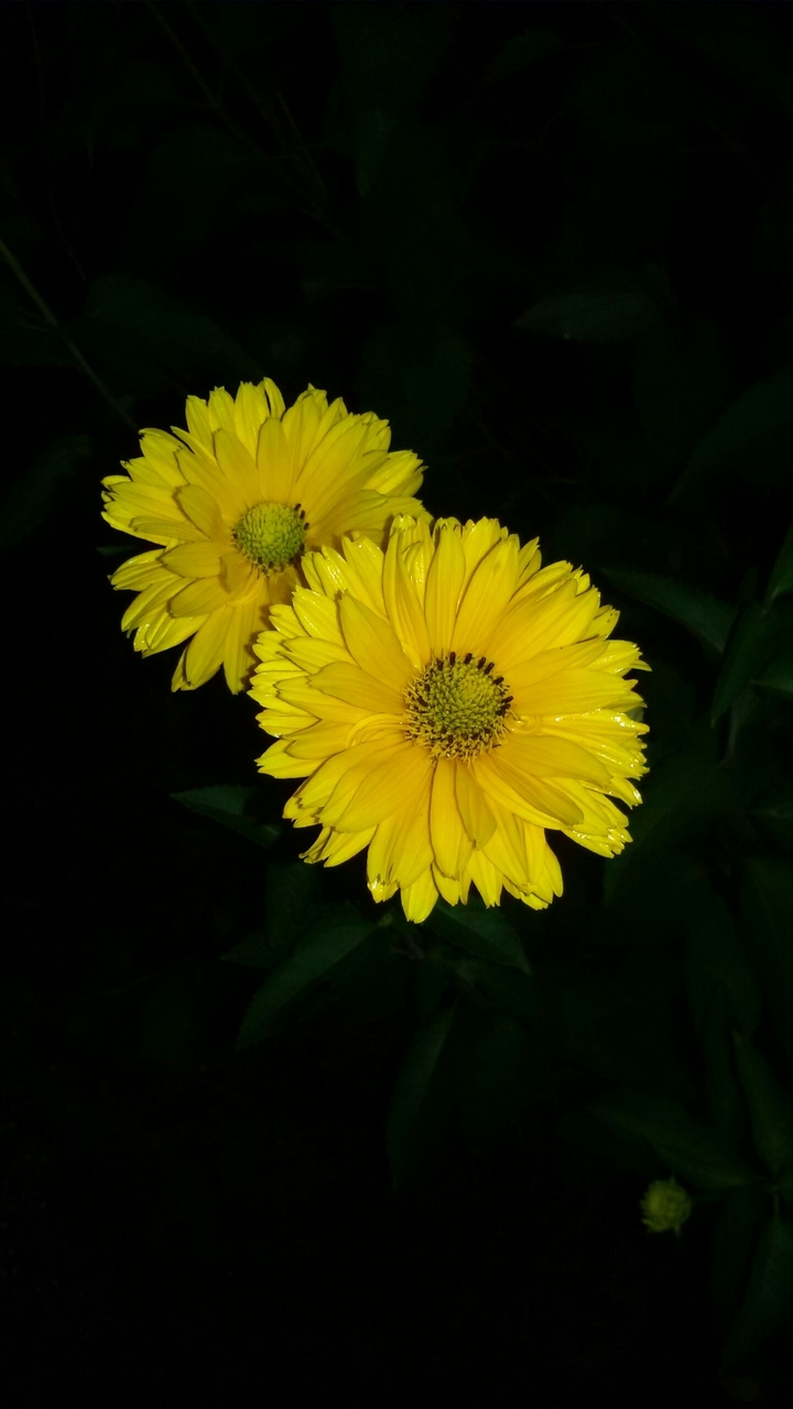 beautiful yellow flower
