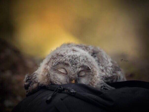 Small owl