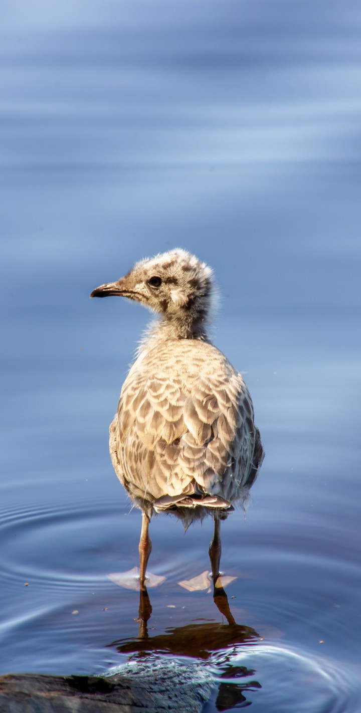baby sea gull