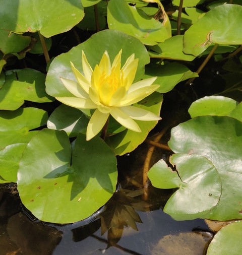 waterlily