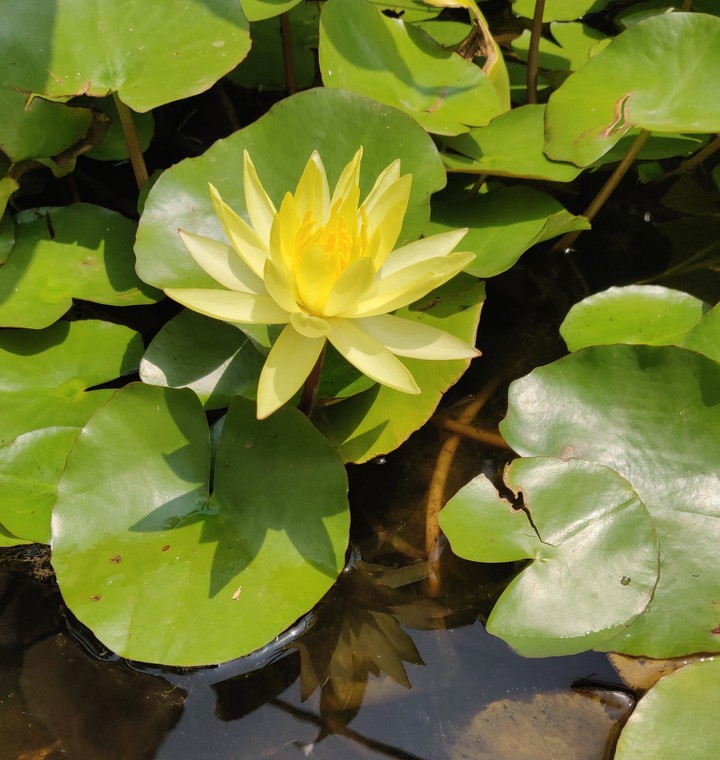 waterlily