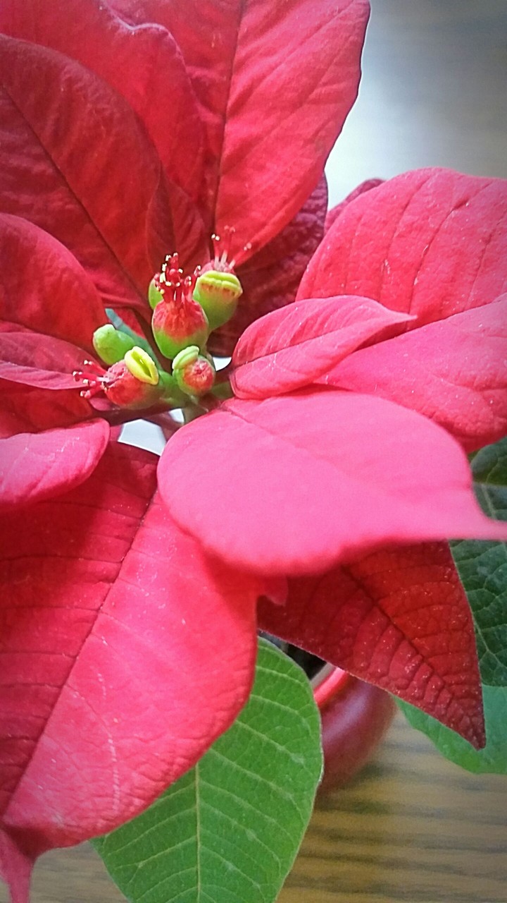 mom's poinsettia