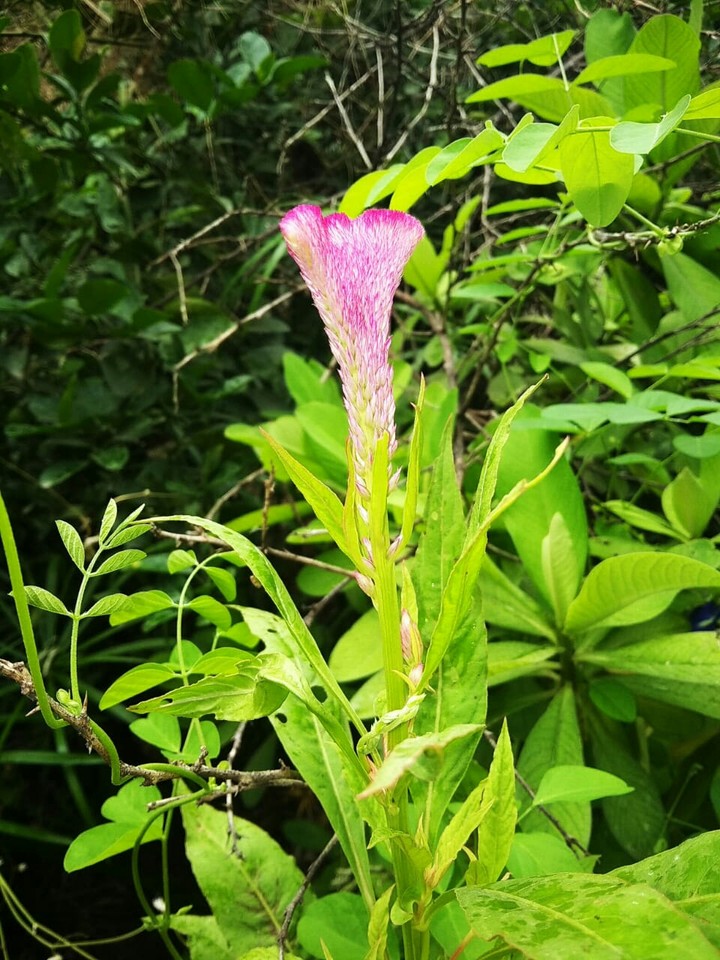 Wierd plant.