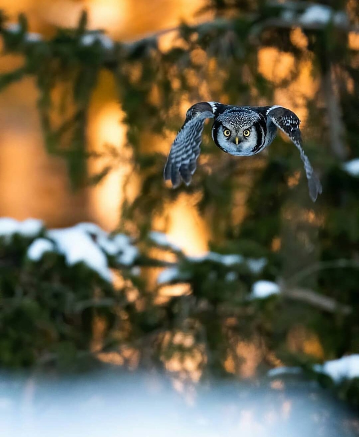 owl