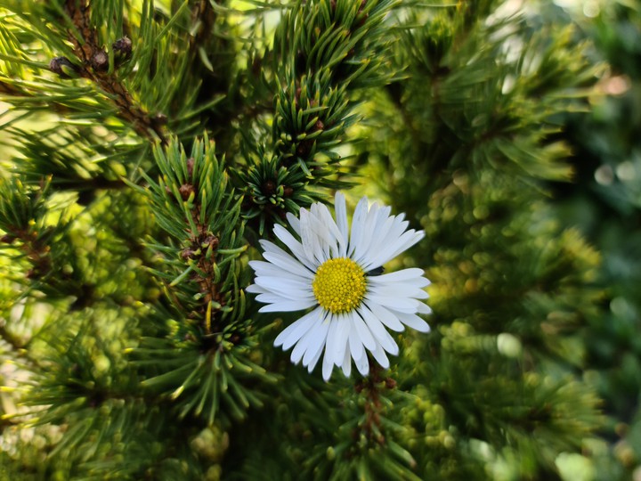 Daisy