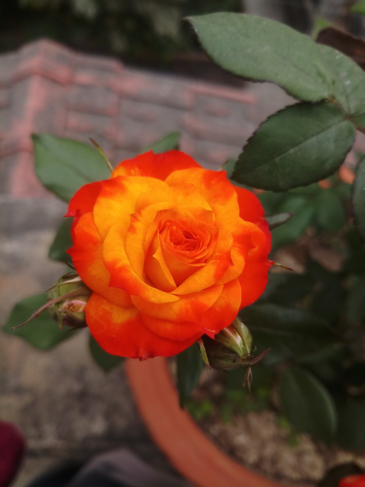 rose
