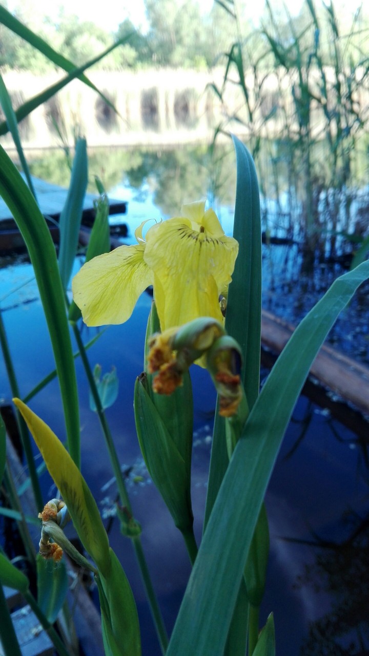 yellow