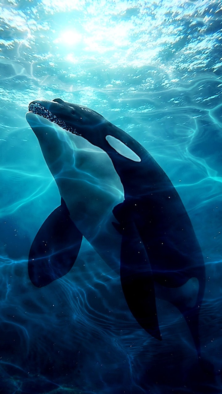 sfondi dolphin, wildlife