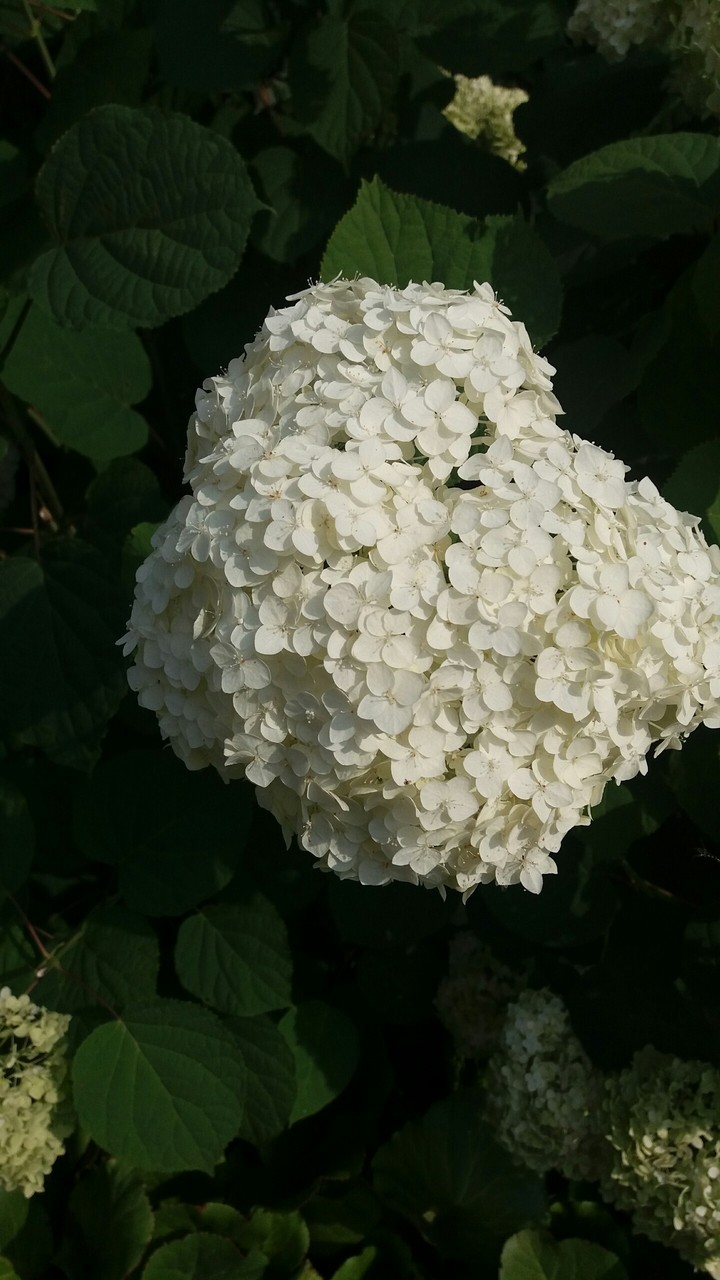 Hydrangea